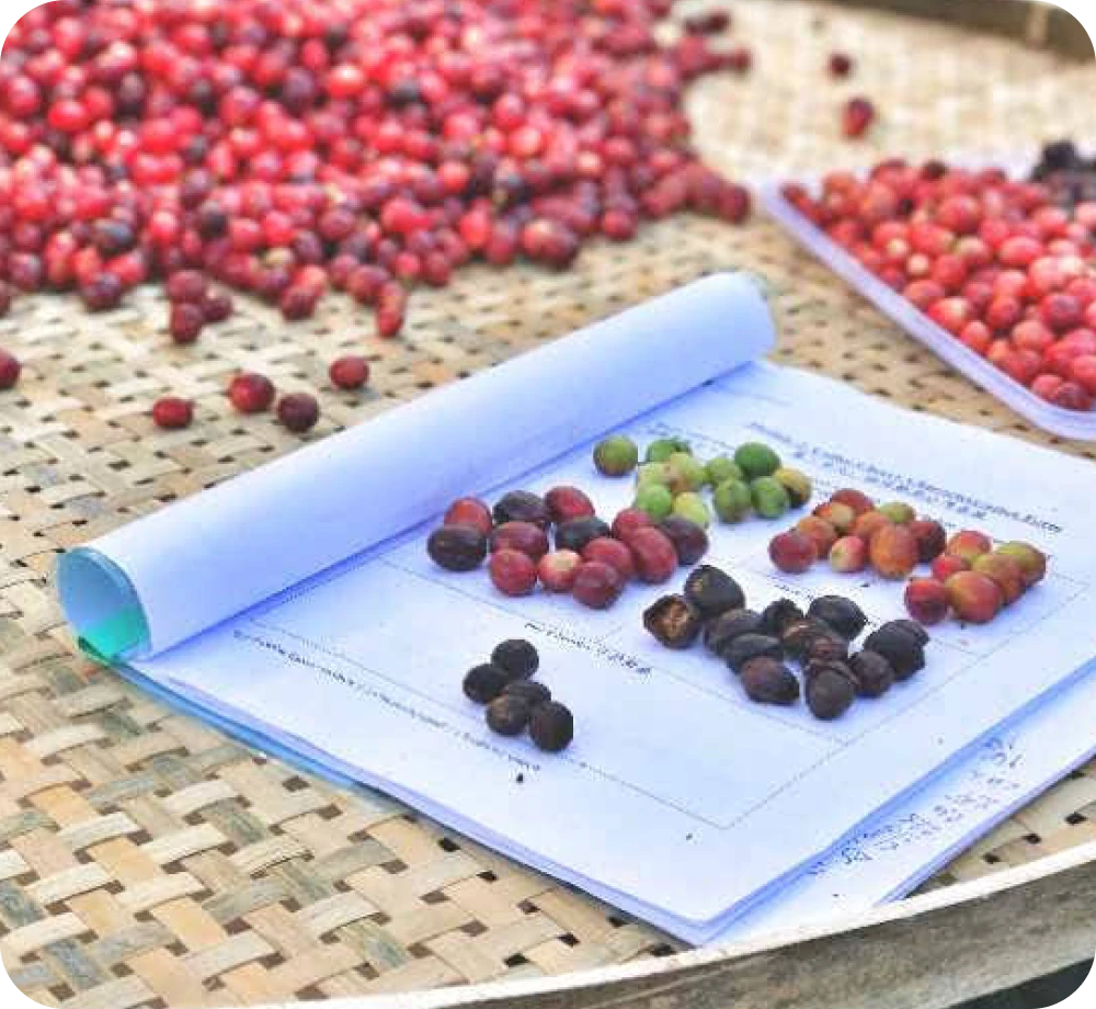 ミャンマー マンダレー コーヒー豆