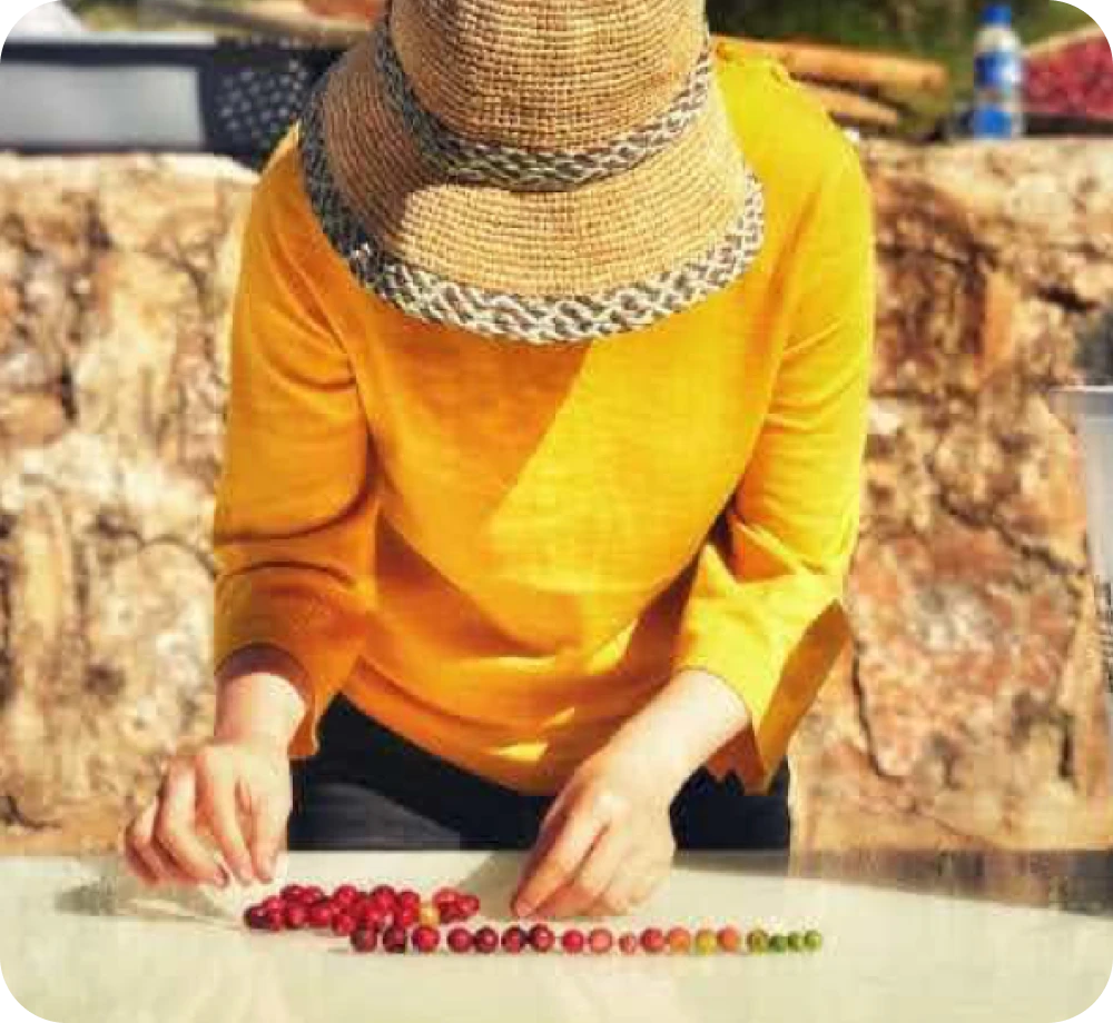 インドネシア リントン コーヒー豆